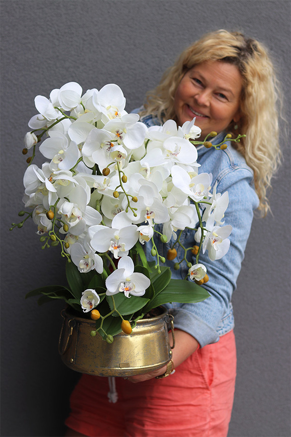 Bermudia Gold, storczyk w złotym pucharze