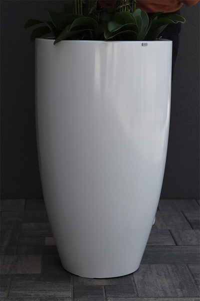 Grande Fenice Excellence, efektowny storczyk w białej donicy z fiberglass, wys.148cm