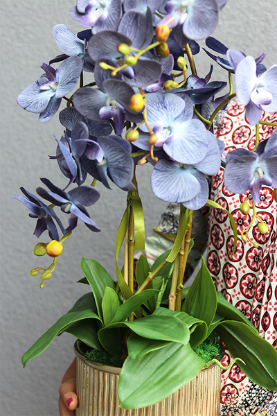 Blueda, granatowy storczyk w złotej donicy