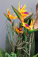 Big Laos Sukulenty & Strelicja 2, egzotyczna kompozycja w białej donicy, wys.93cm 