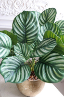 Peperomia Gold Hilton, roślina w ozdobnej donicy