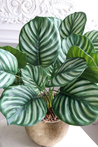 Peperomia Gold Hilton, roślina w ozdobnej donicy