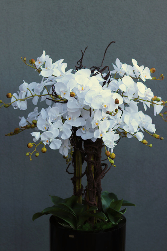 duży storczyk Black Fiberglass Grande Dorea 2 w czarnej donicy