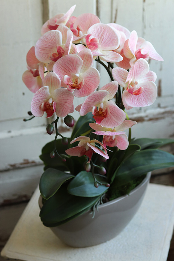 Delio Pink Beige, gumowy storczyk w beżowej donicy, wys.51cm