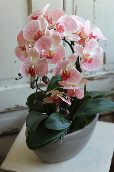 Delio Pink Beige, gumowy storczyk w beżowej donicy, wys.51cm