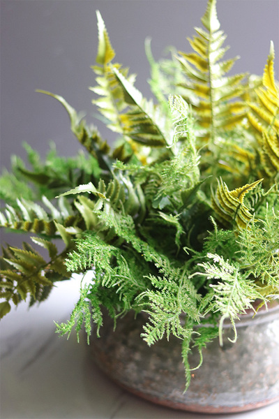 Tunila Verona, paproć w ozdobnej donicy