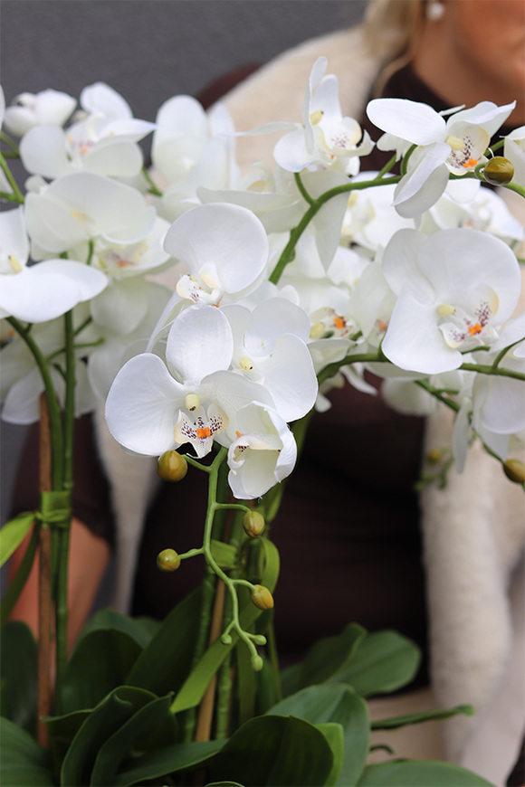 elegancki storczyk w złotej misie, Goldito