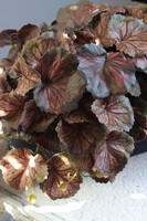 Begonia Asian Tundra, roślina doniczkowa w czarnej osłonce