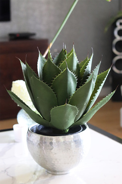 Agawa Silver, roślina w metalowej donicy, wys.52cm