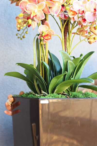 Castello Wenito Granada, gumowy storczyk w brązowej donicy