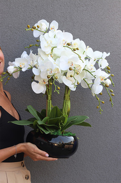 Inez Black Piano, storczyk w czarnej donicy, wys.58cm 