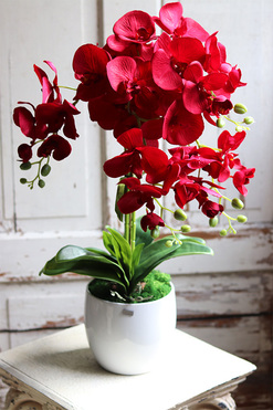 Red Fenice, karminowy storczyk w białej donicy, wys.62cm 