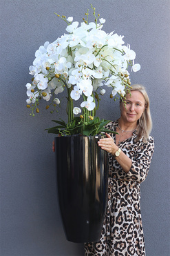 Black Fiberglass Fenice, storczyk w czarnej donicy, wys.140cm