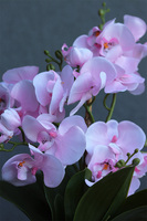 Hrena Pink, różowy storczyk w beżowej donicy