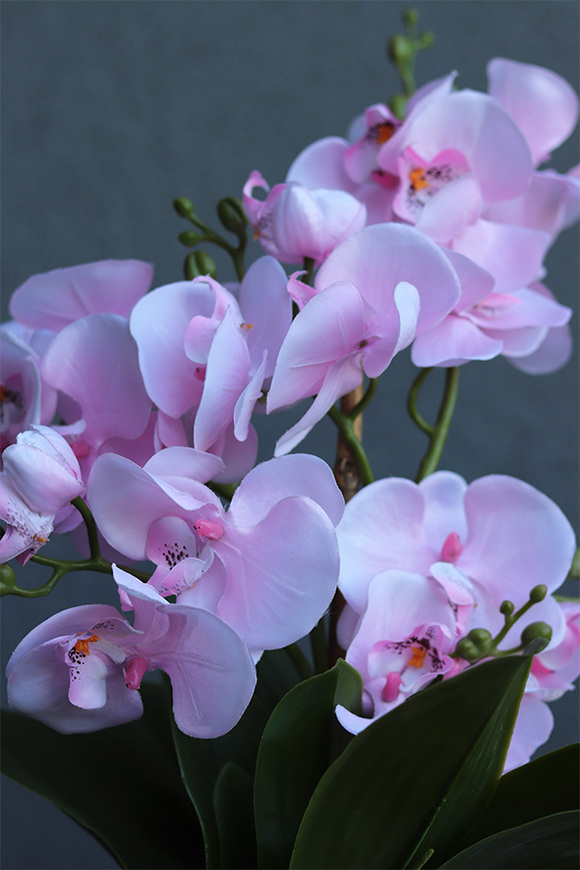 Hrena Pink, różowy storczyk w beżowej donicy