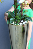 Golderia, elegancki storczyk podłogowy w złotej donicy z białym kamieniem