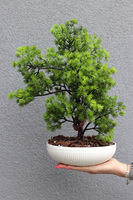 Bonsai Supreme, sztuczne drzewko w ceramicznej misie, wys.42cm