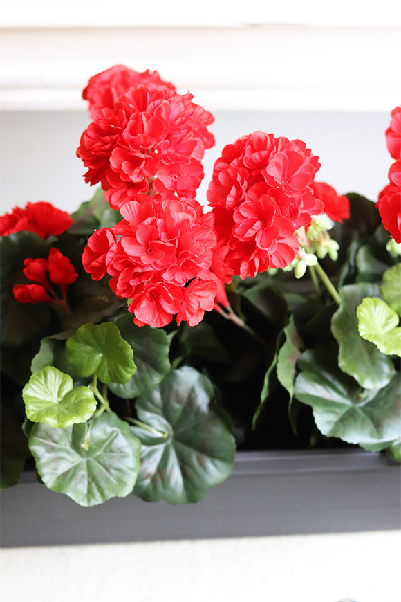 Red Flowers, kompozycja z pelargoniami