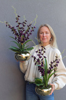 Tajlandia Purple, storczyk w złotej donicy