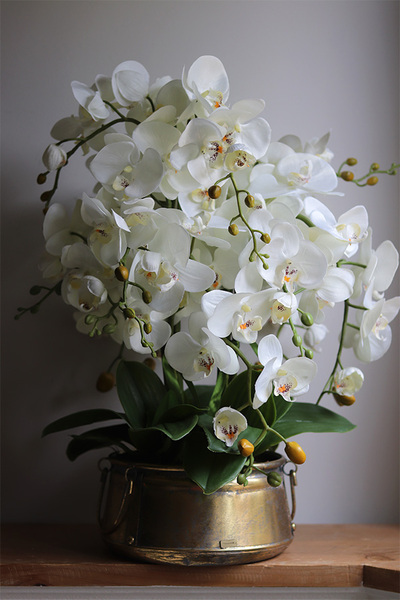 Bermudia Gold, storczyk w złotym pucharze