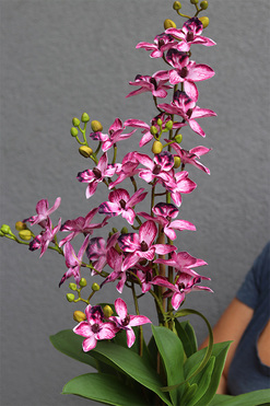 Thai Selania Magenta, różowy sztuczny storczyk w szkle, wys.70cm