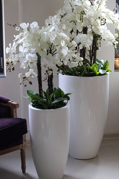 Grande Fenice Excellence, efektowny storczyk w białej donicy z fiberglass, wys.148cm