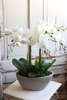 Delio Beigeno, elegancki storczyk w beżowej donicy, wys.51cm 