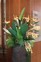 Strelicja Etna, egzotyczna kompozycja XXL w wysokiej donicy