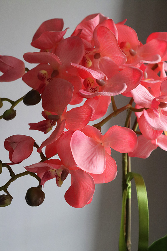 Belluna Morelli, różowy storczyk w stylowej donicy, wys.47cm