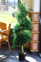 Cyprys, sztuczna roślina w doniczce