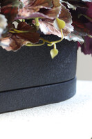 Begonia Asian Tundra, roślina doniczkowa w czarnej osłonce