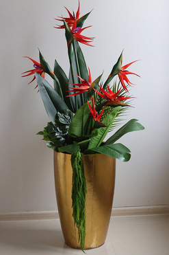 Strelicja Złota Bajka 2, egzotyczna kompozycja, wys.134cm