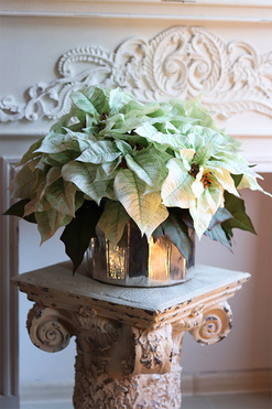 Gwiazda Betlejemska Biała Greta, wysokiej jakości sztuczna roślina, wys.36x55cm 