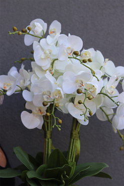 Inez Black Piano, storczyk w czarnej donicy, wys.58cm 