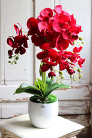 Red Fenice, karminowy storczyk w białej donicy