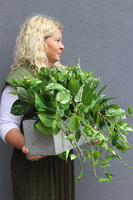 Epipremnum Ibis Concrete, kwiat sztuczny w donicy