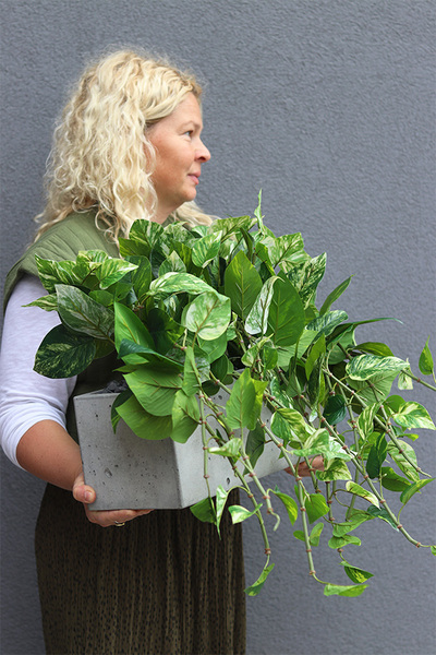 Epipremnum Ibis Concrete, kwiat sztuczny w donicy