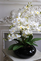 Bellana Black, storczyk w czarnej misie