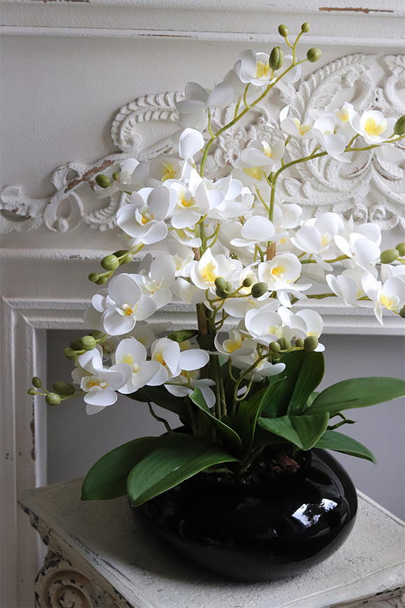 Bellana Black, storczyk w czarnej misie