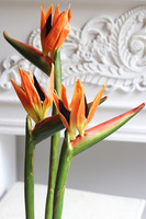 Strelicja Pomarańczowa, bukiet kwiatów do wazonu