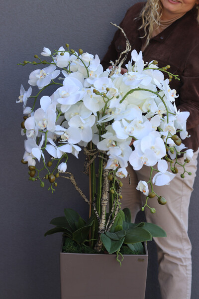 Cubico Mediolan, storczyk podłogowy w donicy