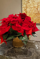 Gwiazda Betlejemska Hilton 4, wysokiej jakości sztuczna roślina