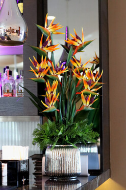 Strelicja Hillton Tallia, kompozycja w srebrnej donicy, wys.106cm