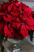 Gwiazda Betlejemska Silver Lux, sztuczna roślina w donicy