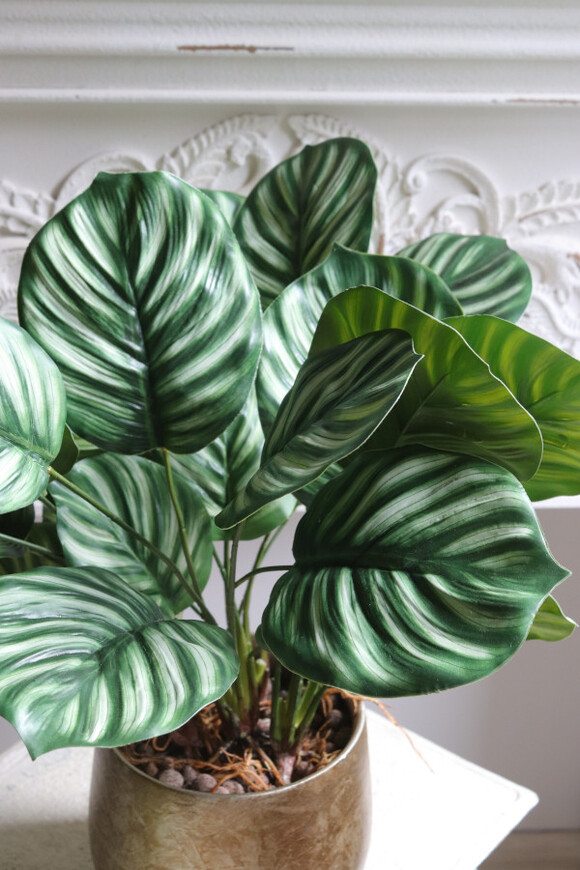 Peperomia Gold Hilton, roślina w ozdobnej donicy