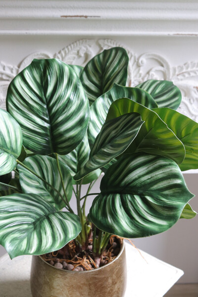 Peperomia Gold Hilton, roślina w ozdobnej donicy