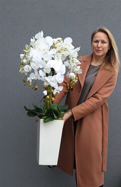 bardzo duży storczyk Emilie Grande Cremo w kremowej donicy, wys.105cm