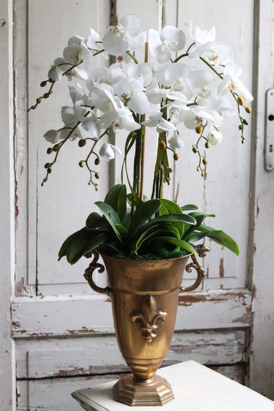 Lilly Gold, storczyk w złotym pucharze, wys.88cm 