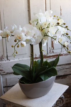 Delio Beigeno, elegancki storczyk w beżowej donicy, wys.51cm 