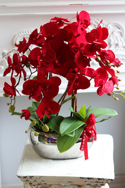 Walentynkowy, czerwony storczyk na Dzień Zakochanych, wys.55cm 